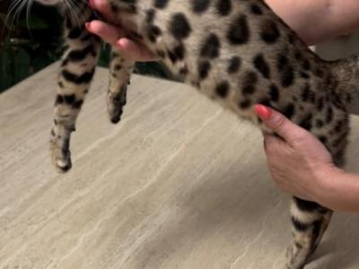Bengal Female 18 Months Old - Bengal - Gallery Photo #1