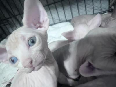 Sphynx - Sphynx - Gallery Photo #1