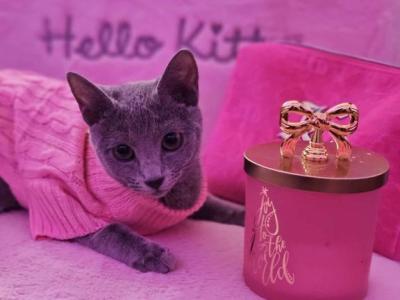 Russian Blue MainCoon - Russian Blue - Gallery Photo #1