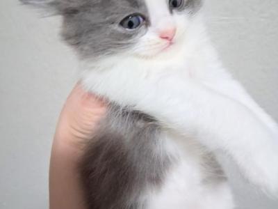 Caramels Kittens - Persian - Gallery Photo #1