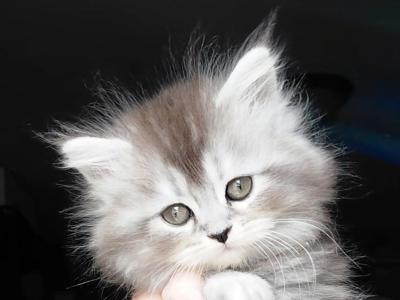 Jupiter - Maine Coon - Gallery Photo #1