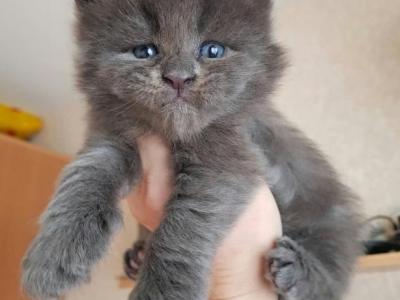 Max - Maine Coon - Gallery Photo #1