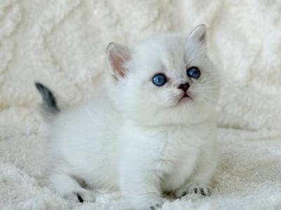 Zizi - Munchkin - Gallery Photo #1