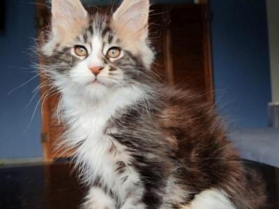 Patrick - Maine Coon - Gallery Photo #1