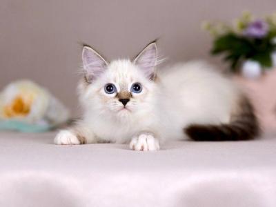 Galaxy - Siberian - Gallery Photo #1