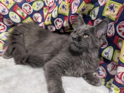 Blue TICA Female Maine Coon - Maine Coon - Gallery Photo #1