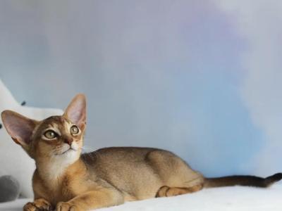Angel - Abyssinian - Gallery Photo #1