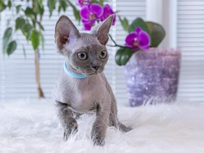 Blue - Devon Rex - Gallery Photo #1
