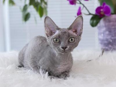 Blueberry - Devon Rex - Gallery Photo #1
