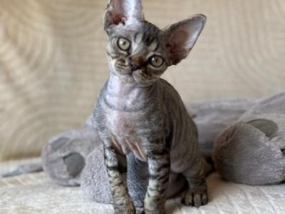 Bobby - Devon Rex - Gallery Photo #1