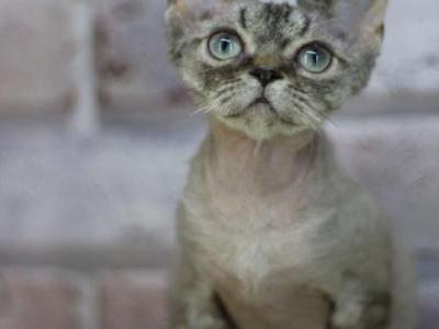 Princess - Devon Rex - Gallery Photo #1