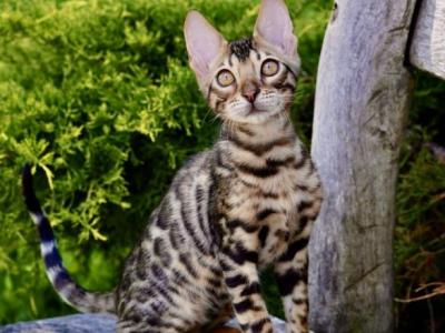 Mokko - Bengal - Gallery Photo #1