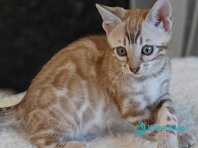 Helen - Bengal - Gallery Photo #1