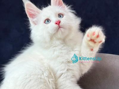 Gambler - Maine Coon - Gallery Photo #1