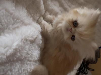 Kittens - Persian - Gallery Photo #1