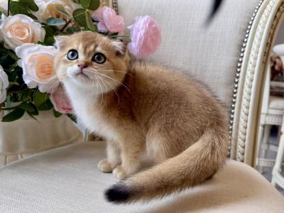 Scottish Fold Golden Male - Scottish Fold - Gallery Photo #1