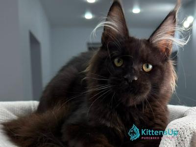 Remy - Maine Coon - Gallery Photo #1