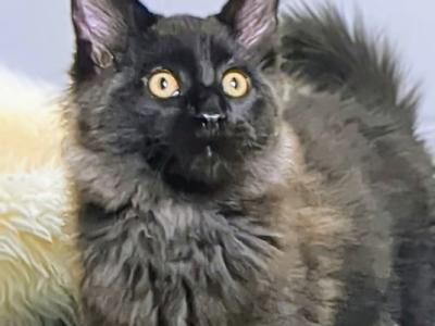 Ventura - Maine Coon - Gallery Photo #1