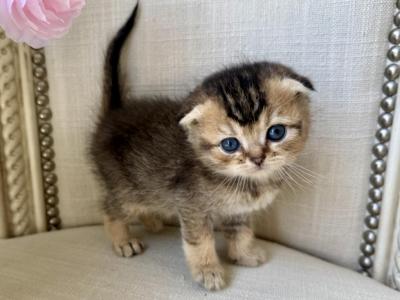 Scottish Fold Dark Golden Male - Scottish Fold - Gallery Photo #1