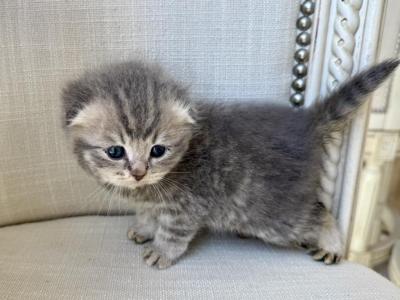 Scottish Fold Gray Female - Scottish Fold - Gallery Photo #1