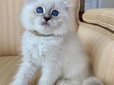 Scottish Fold Seal Point Male - Scottish Fold - Gallery Photo #1