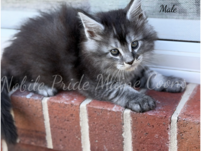Steve - Maine Coon - Gallery Photo #1