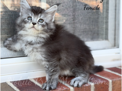 Nancy - Maine Coon - Gallery Photo #1