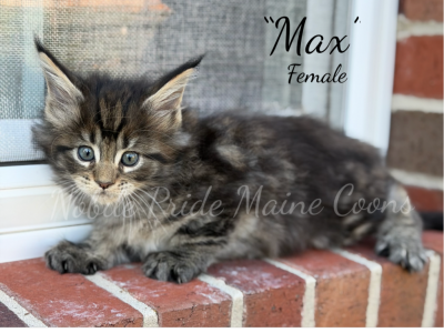 Max - Maine Coon - Gallery Photo #1