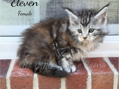 Eleven - Maine Coon - Gallery Photo #1