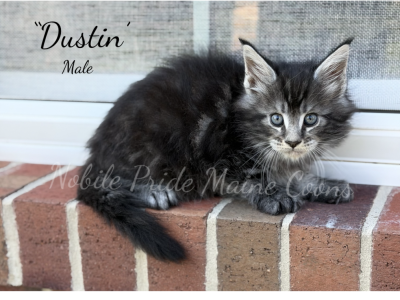 Dustin - Maine Coon - Gallery Photo #1