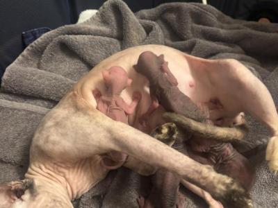 Aileens Kittens - Sphynx - Gallery Photo #1