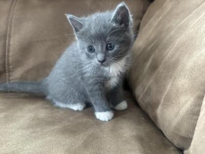 May Kittens - Russian Blue - Gallery Photo #1