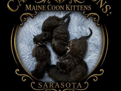 Caribbean Coons Meet  Tux - Maine Coon - Gallery Photo #1