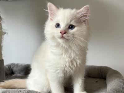 Flame Male - Ragdoll - Gallery Photo #1