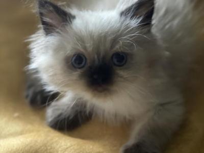 Mel - Himalayan - Gallery Photo #1