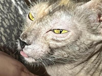 Infinity - Lykoi - Gallery Photo #1