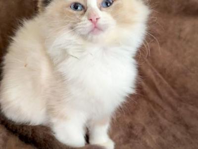 Seal Mitted With A Blaze - Ragdoll - Gallery Photo #1