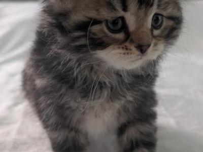 Siberian Kittens Gerty And Jonsey Had  Kittens - Siberian - Gallery Photo #1
