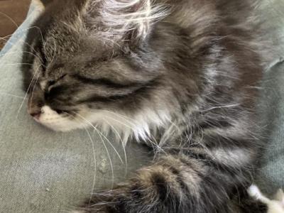 Lucky - Siberian - Gallery Photo #1