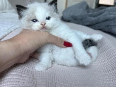 Pumpkin - Ragdoll - Gallery Photo #1