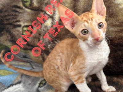 Austin TX Cornish Rex Kittens - Cornish Rex - Gallery Photo #1