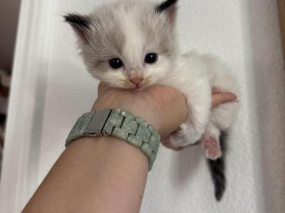 Strawberry - Ragdoll - Gallery Photo #1