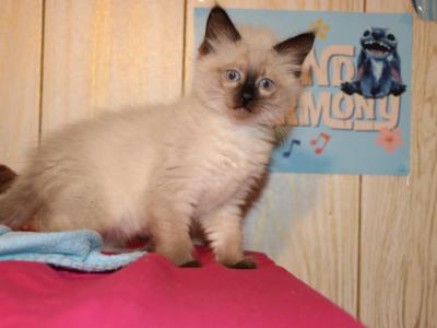 Hammie - Ragdoll - Gallery Photo #1