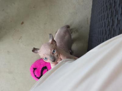 Coco & Siblings - Sphynx - Gallery Photo #1