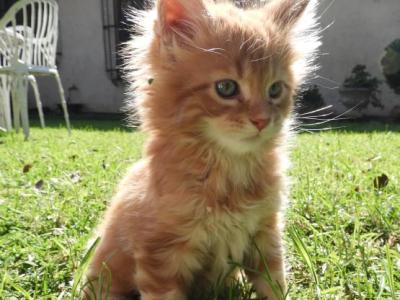 Idan - Maine Coon - Gallery Photo #1