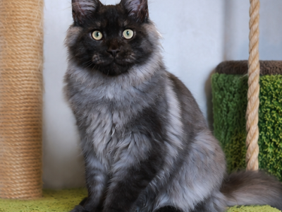Smokey - Maine Coon - Gallery Photo #1