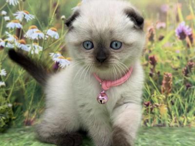 Portland Mia Scottish Fold Kitty - Scottish Fold - Gallery Photo #1