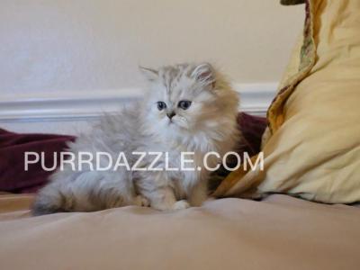 3 Female Kittens - Persian - Gallery Photo #1