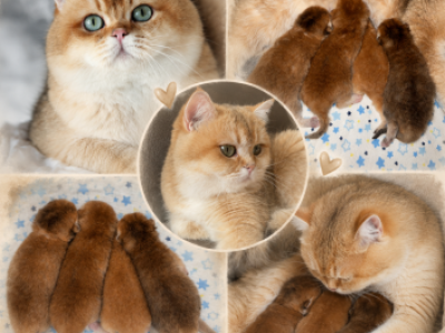 Litter A - British Shorthair - Gallery Photo #1