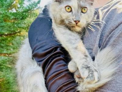 Polydactyl Tortie Female - Maine Coon - Gallery Photo #1